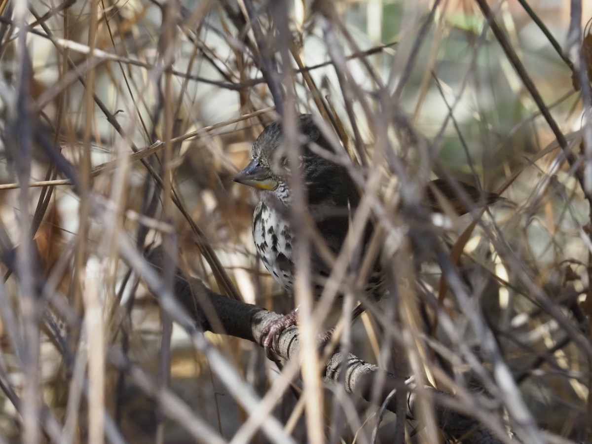 Fox Sparrow (Thick-billed) - ML643361098