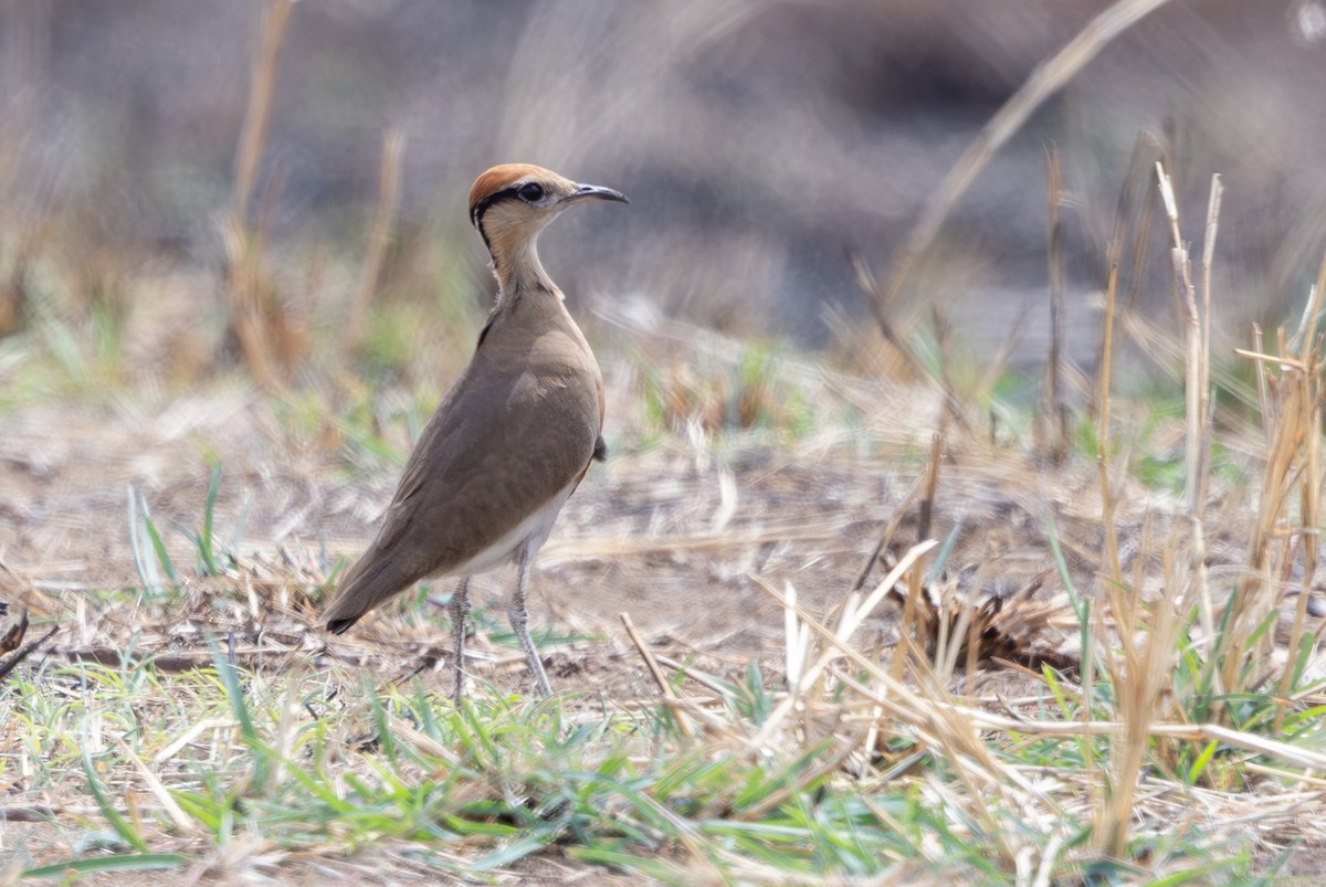 Temminckrennvogel - ML643361107