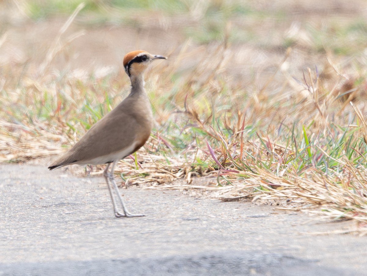 Temminckrennvogel - ML643361116
