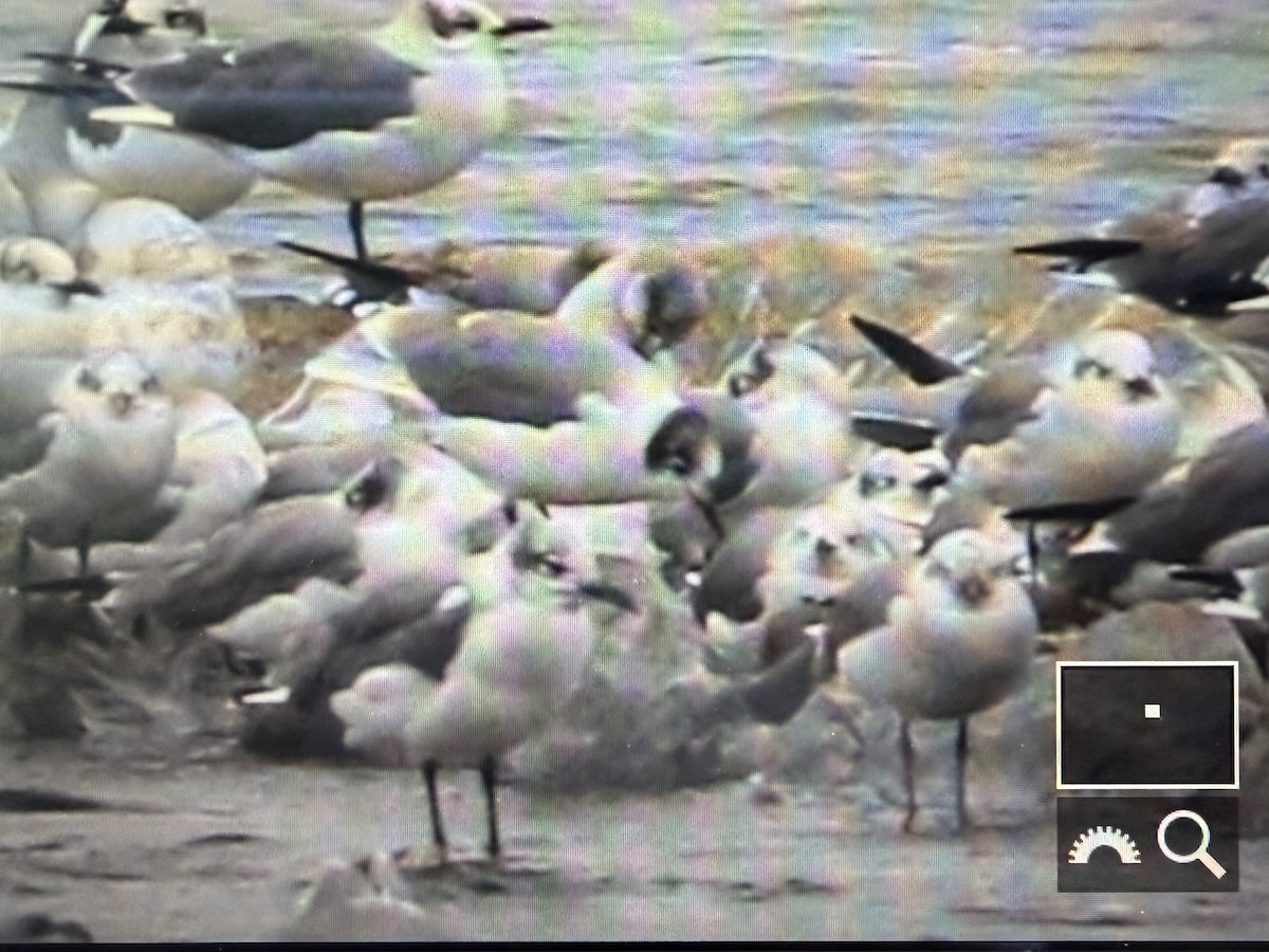 racek vnitrozemský - ML643361119