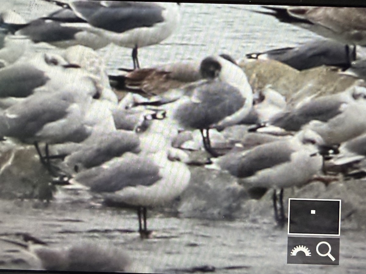 racek vnitrozemský - ML643361139