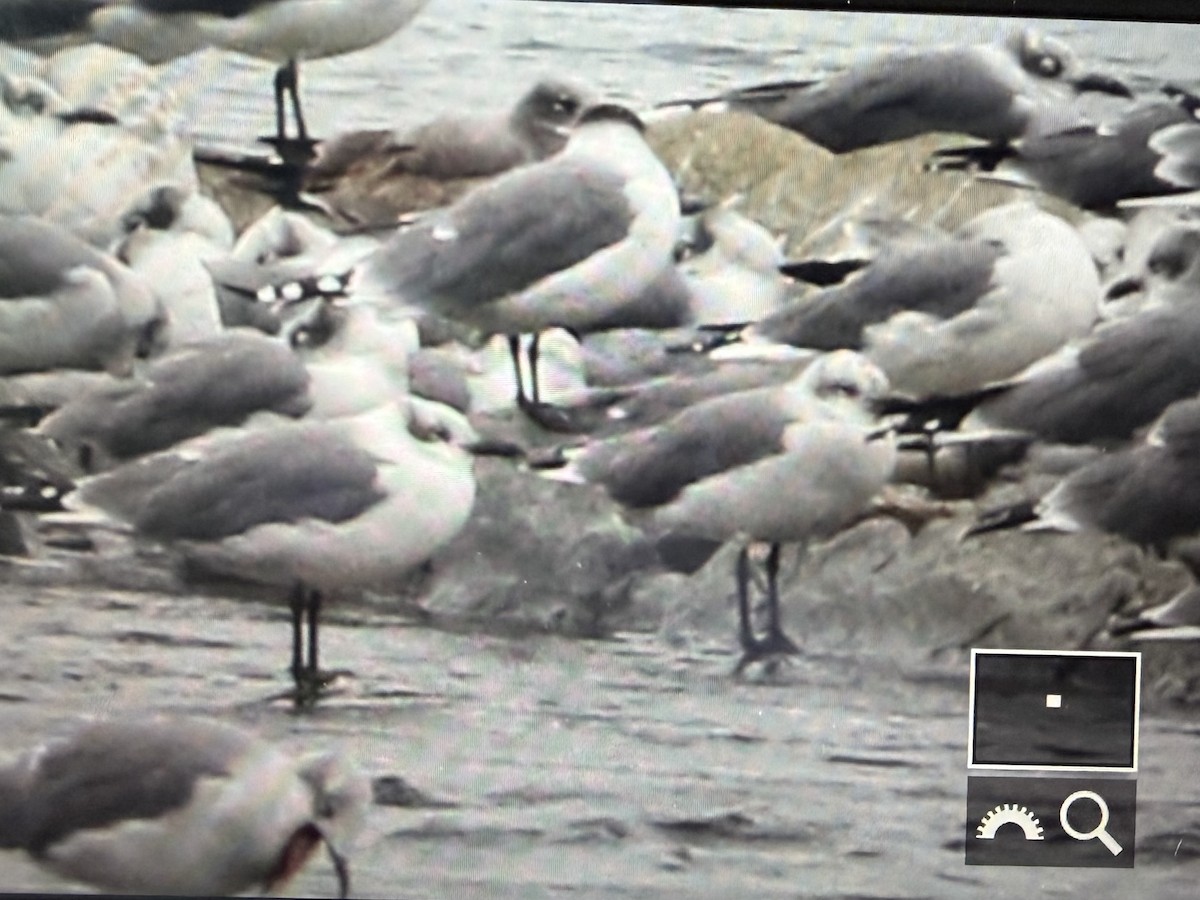 racek vnitrozemský - ML643361140