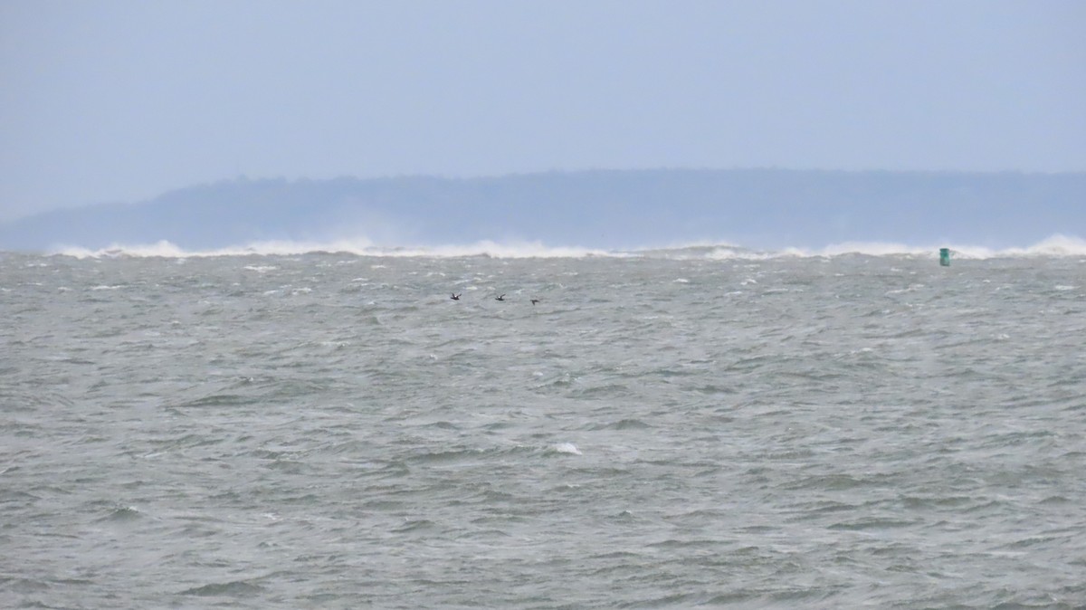 White-winged Scoter - ML643361148