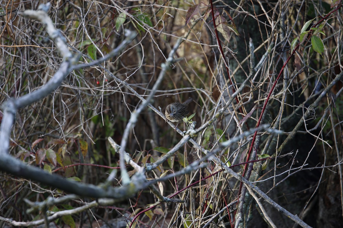 ヒメウタスズメ - ML643361149