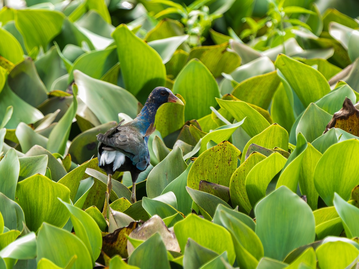 Purple Gallinule - ML643361151