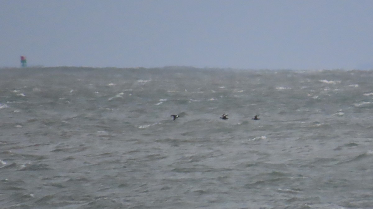 White-winged Scoter - ML643361154