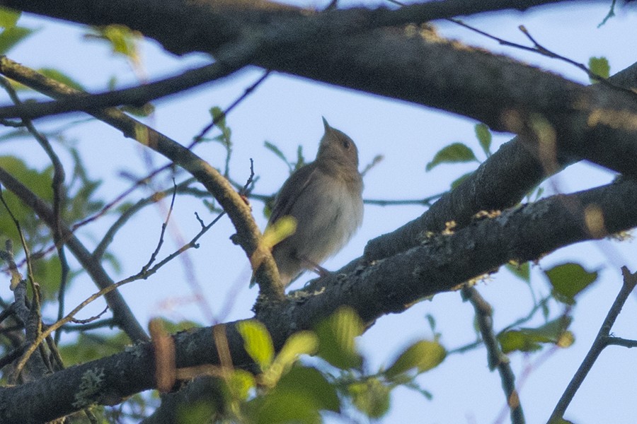 Thrush Nightingale - ML643361156