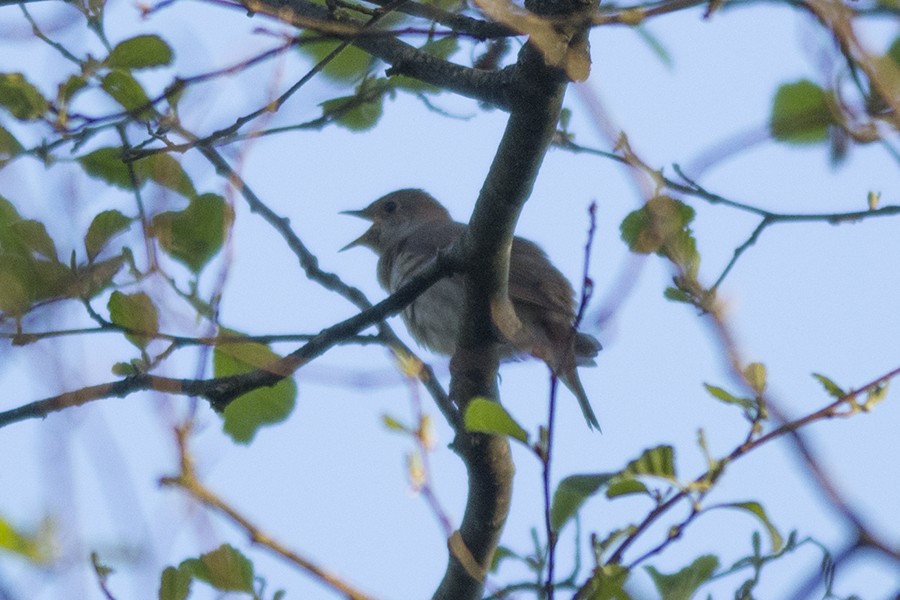 Thrush Nightingale - ML643361157
