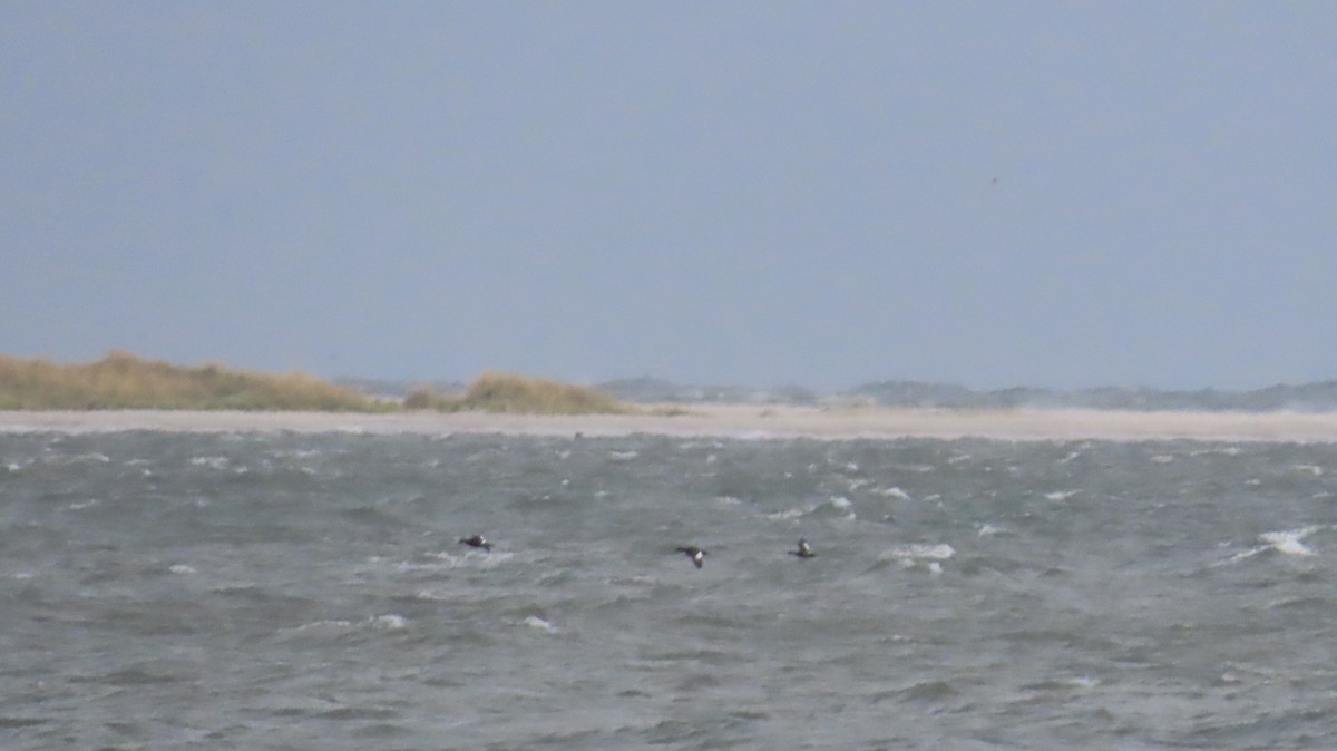 White-winged Scoter - ML643361168