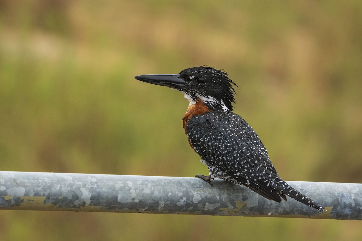 Giant Kingfisher - ML643361171