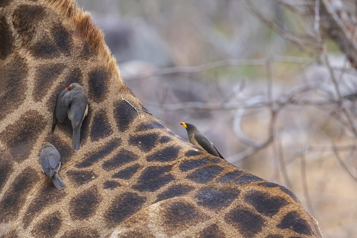 Yellow-billed Oxpecker - ML643361179