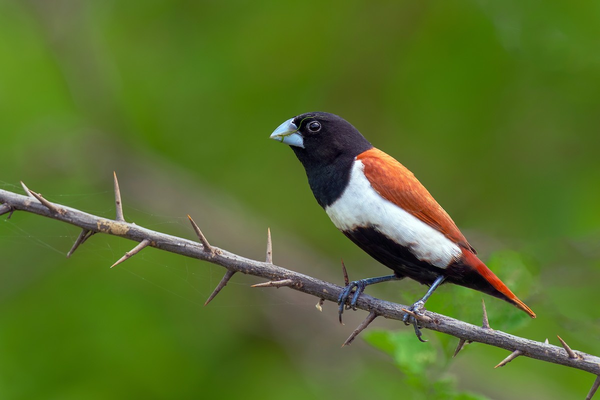 Tricolored Munia - ML643361185