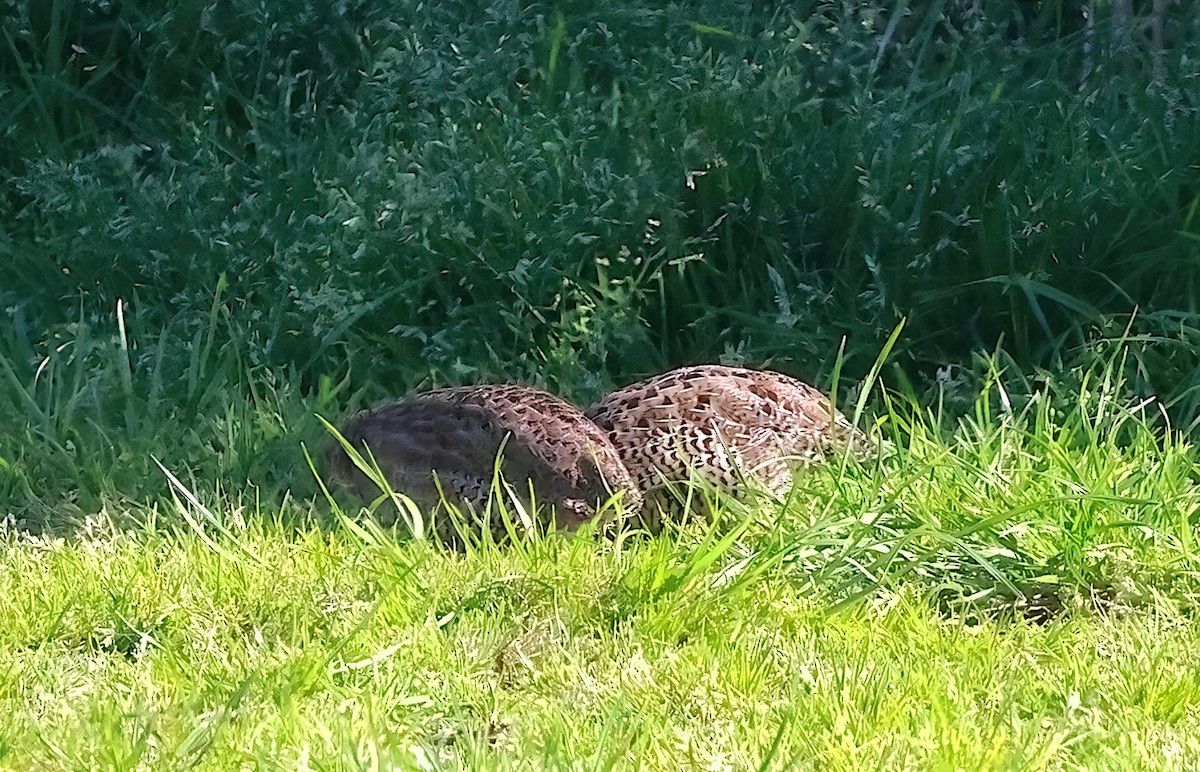 Brown Quail - ML643361187