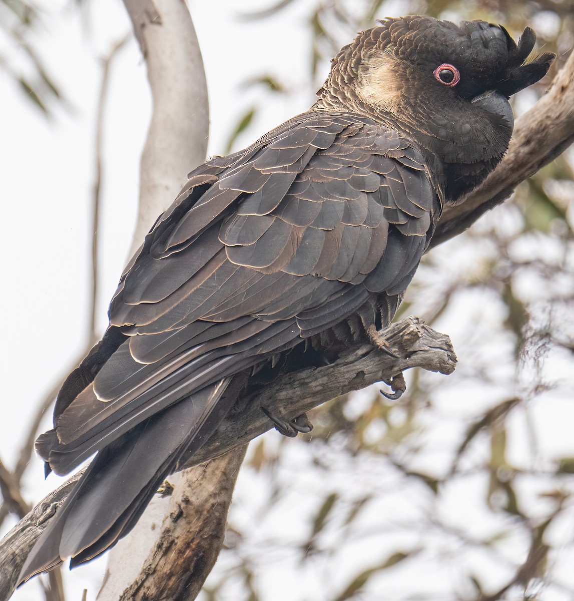 Carnaby's Black-Cockatoo - ML643361195
