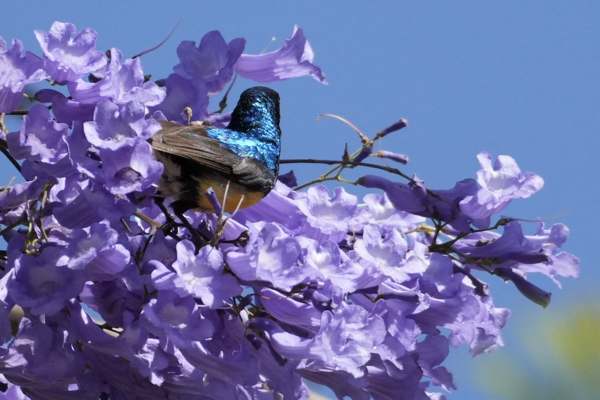 Variable Sunbird (Yellow-bellied) - ML643361206