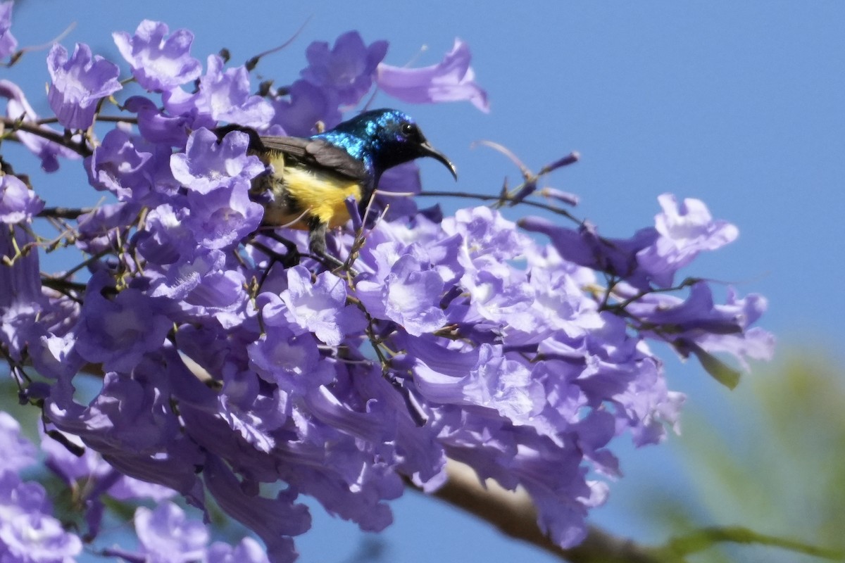 Variable Sunbird (Yellow-bellied) - ML643361207