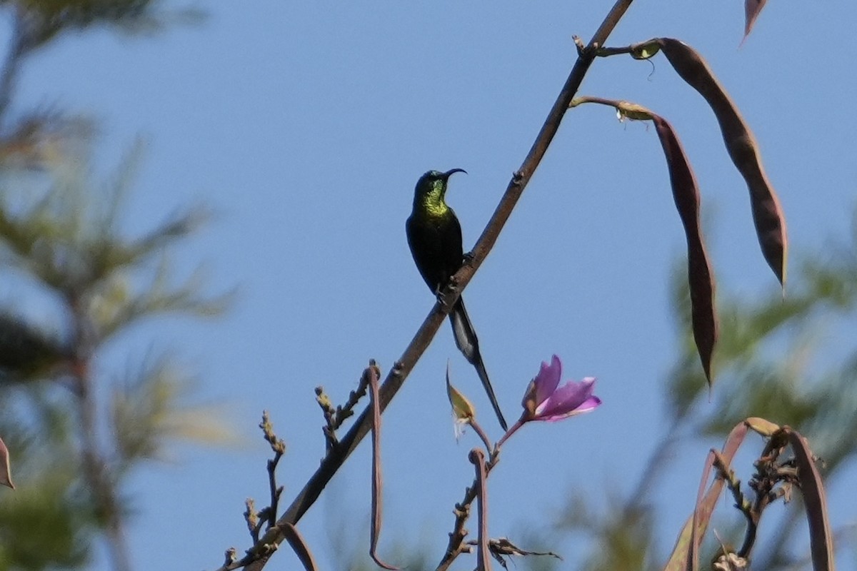 Bronze Sunbird - ML643361228