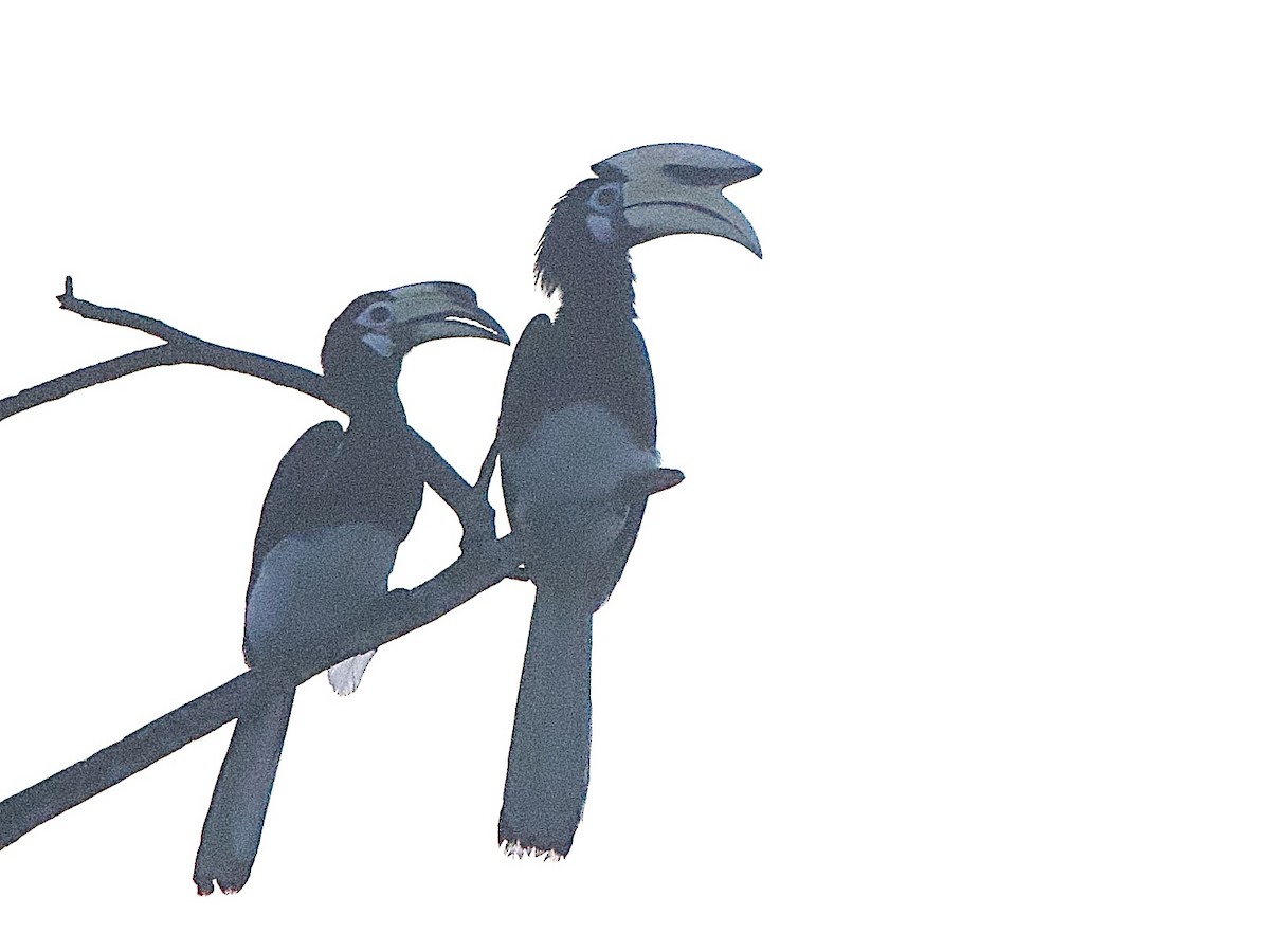 Oriental Pied-Hornbill - ML643361244