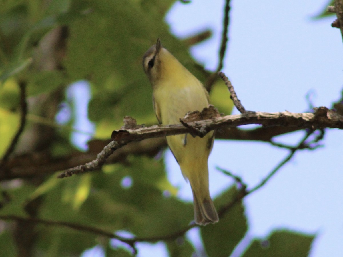 Philadelphia Vireo - ML643361264
