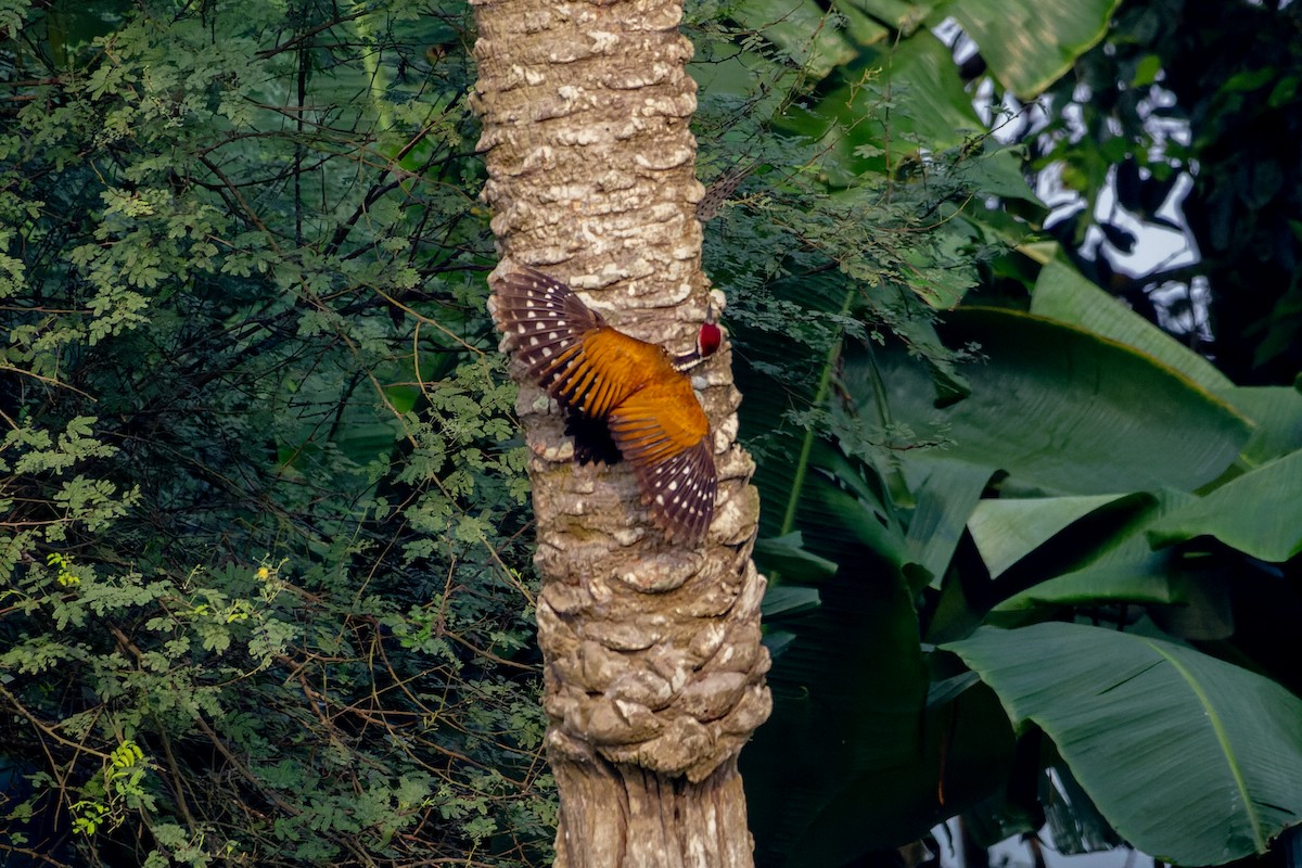 Shikra - ML643361275