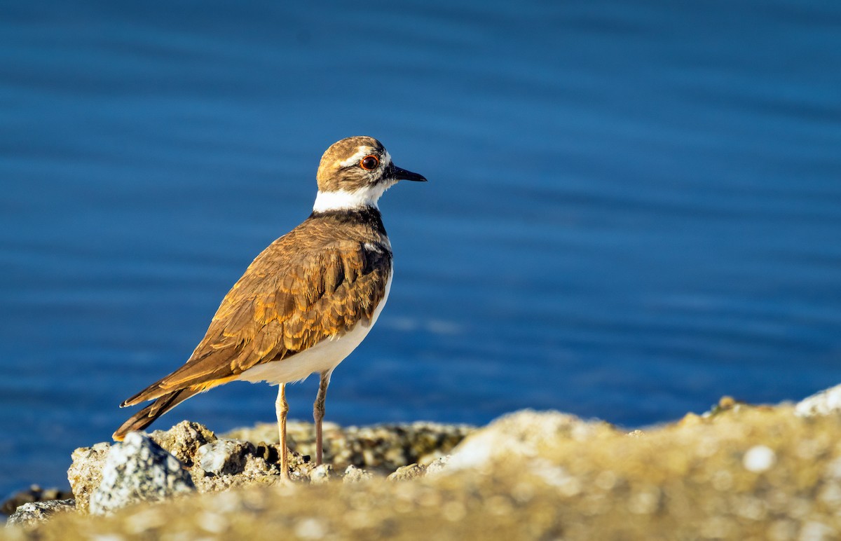 Killdeer - ML643361290