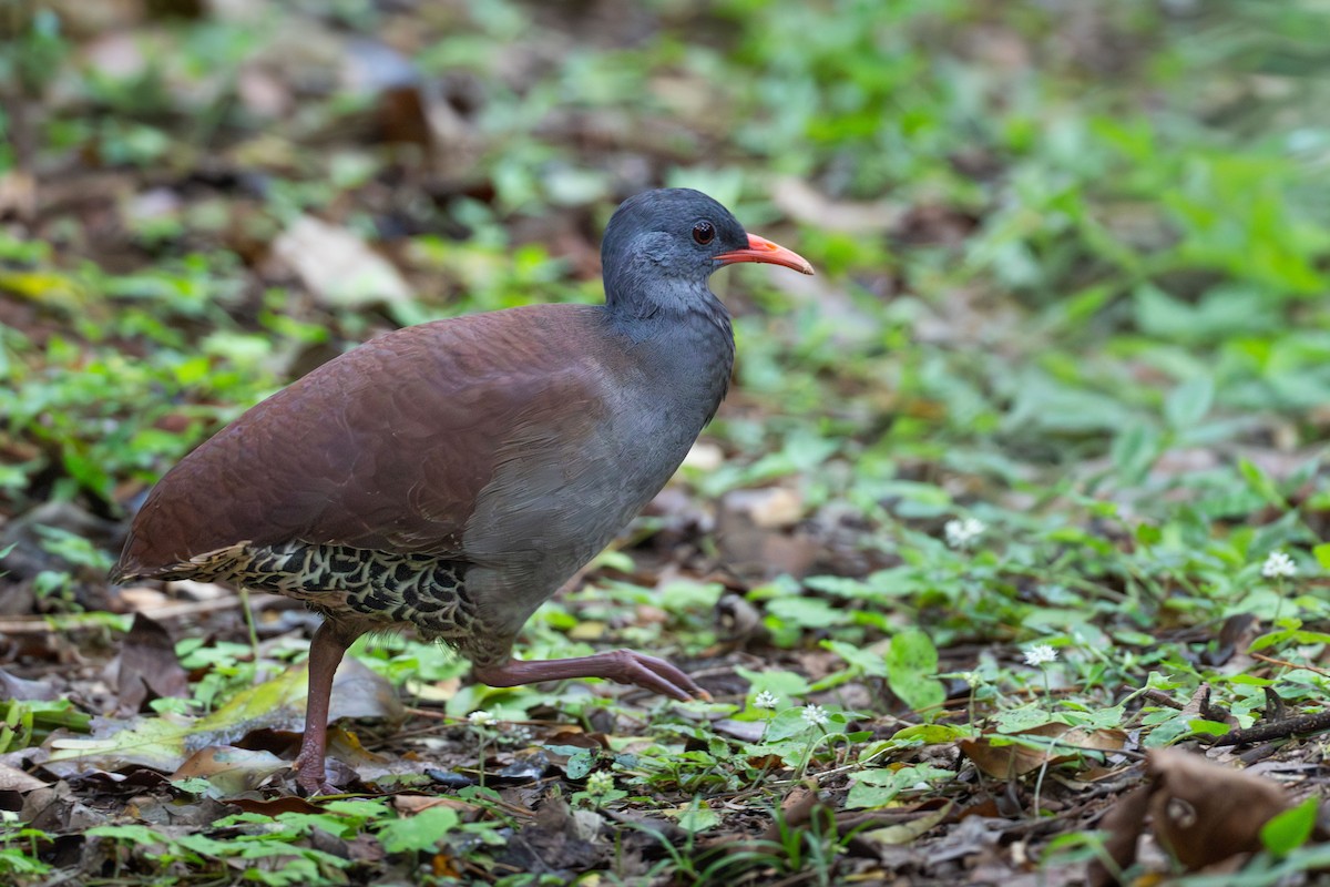 Tataupa Tinamou - ML643361306