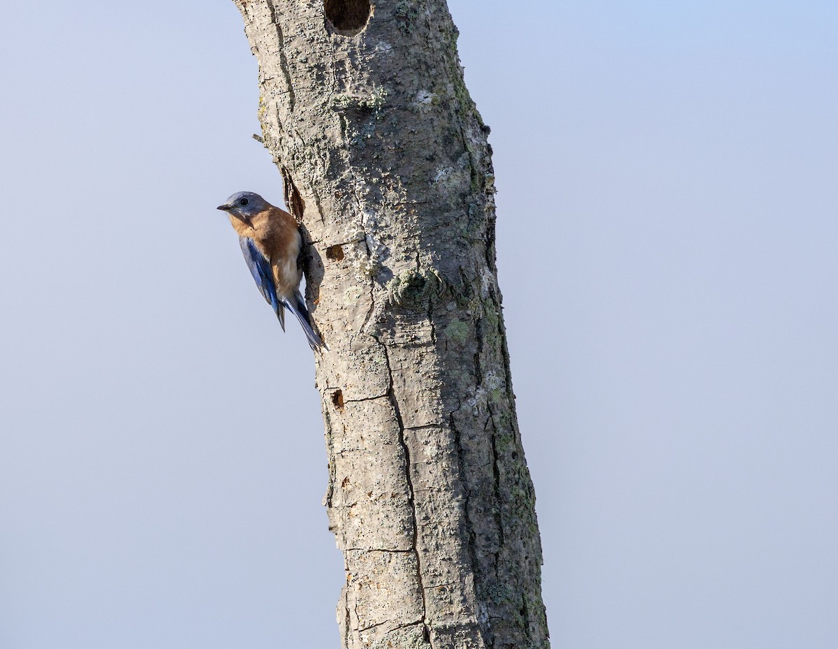 Eastern Bluebird - ML643361311