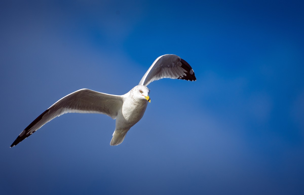 Ring-billed Gull - ML643361319