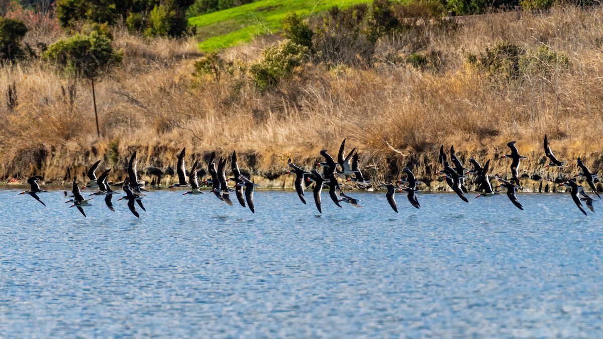 zoboun americký - ML643361347