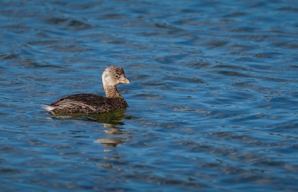 Pied-billed Grebe - ML643361357