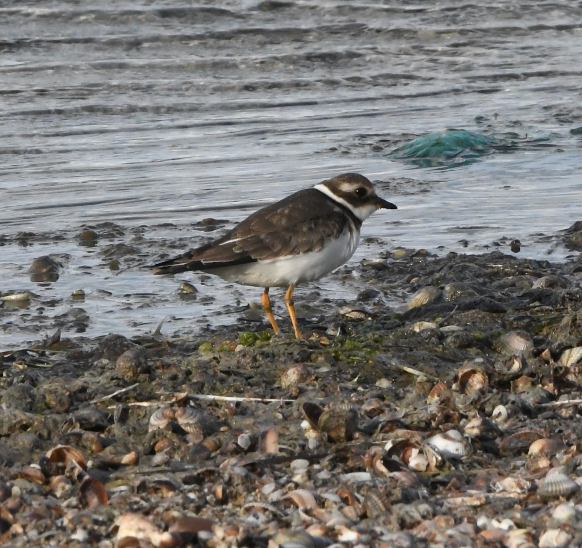 Common Ringed Plover - ML643361432