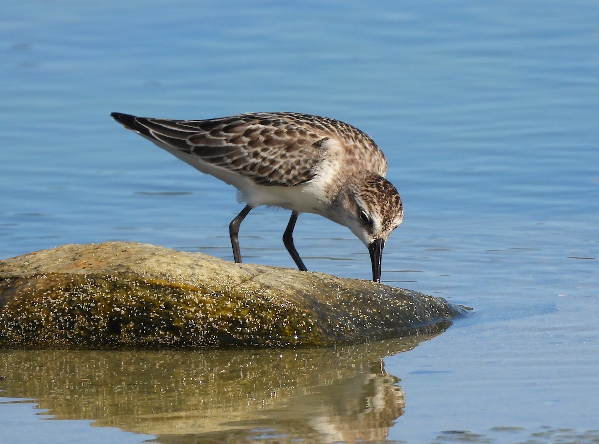 Semipalmated Sandpiper - ML643361450