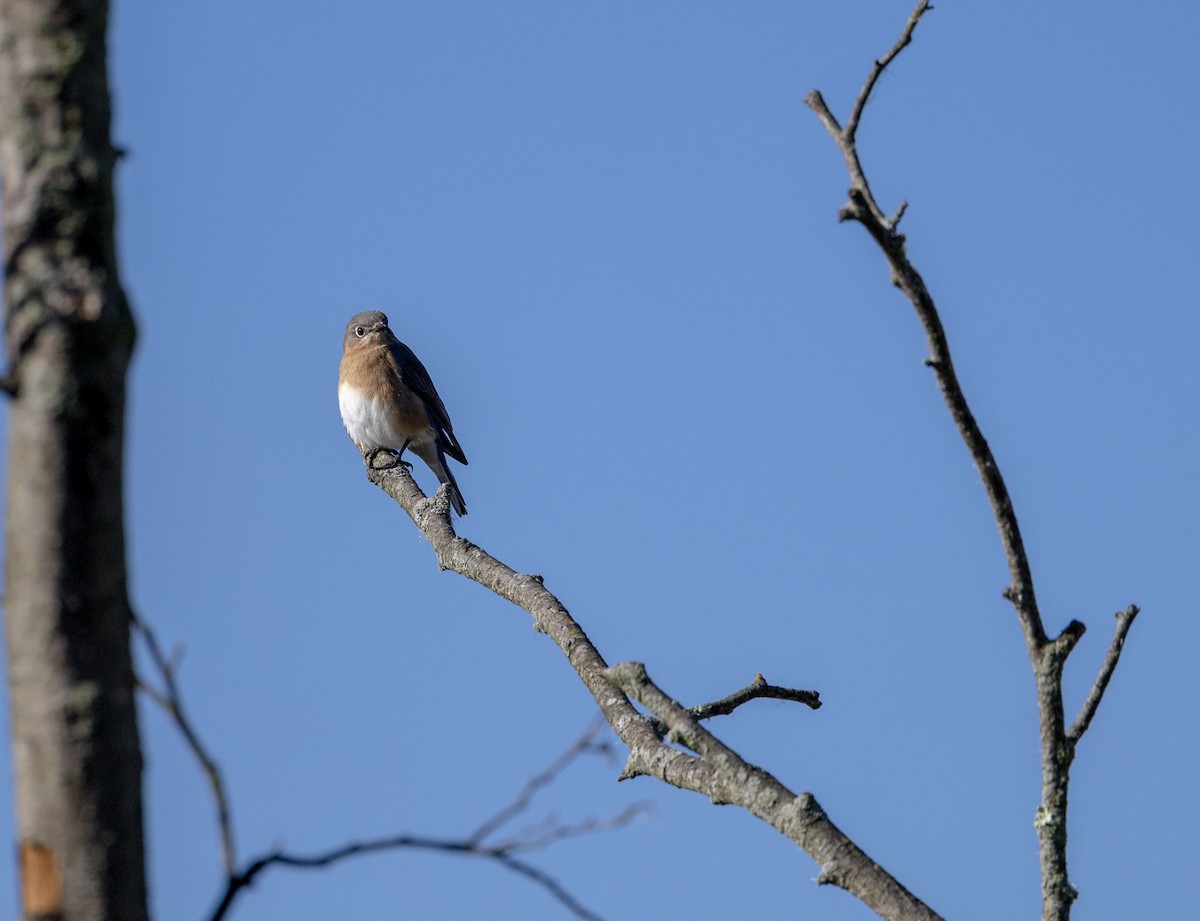 Eastern Bluebird - ML643361478
