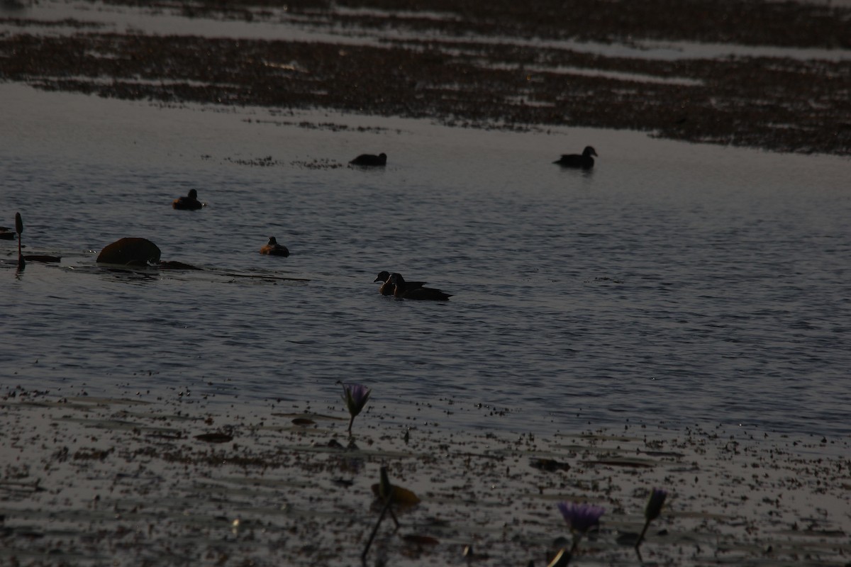 African Pygmy-Goose - ML643361485