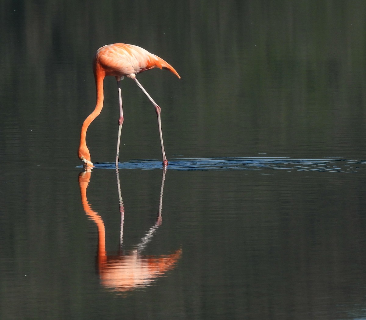 American Flamingo - ML643361495