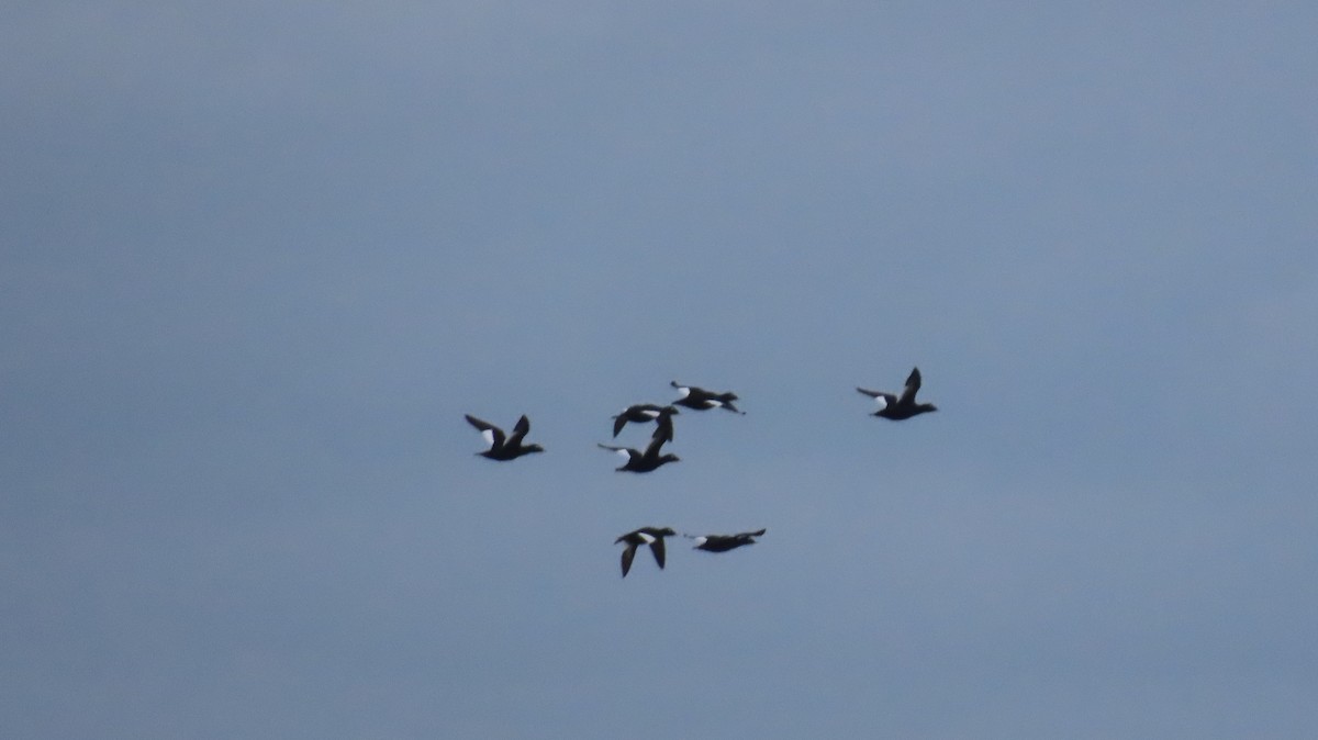 White-winged Scoter - ML643361501