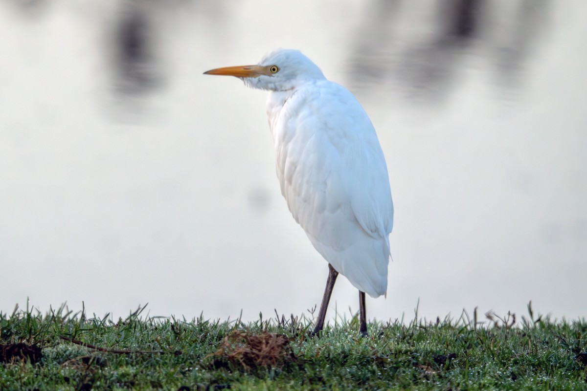 Western Cattle-Egret - ML643361502