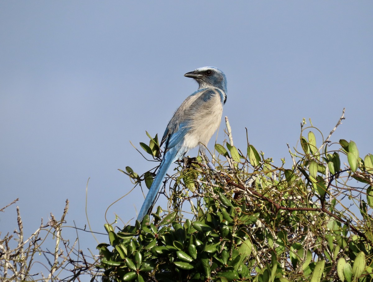 Florida Scrub-Jay - ML643361506