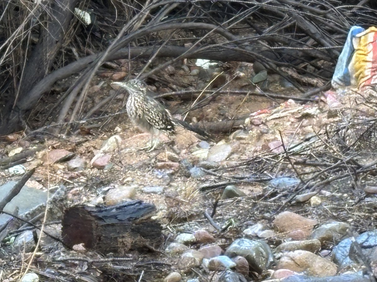 Greater Roadrunner - ML643361511