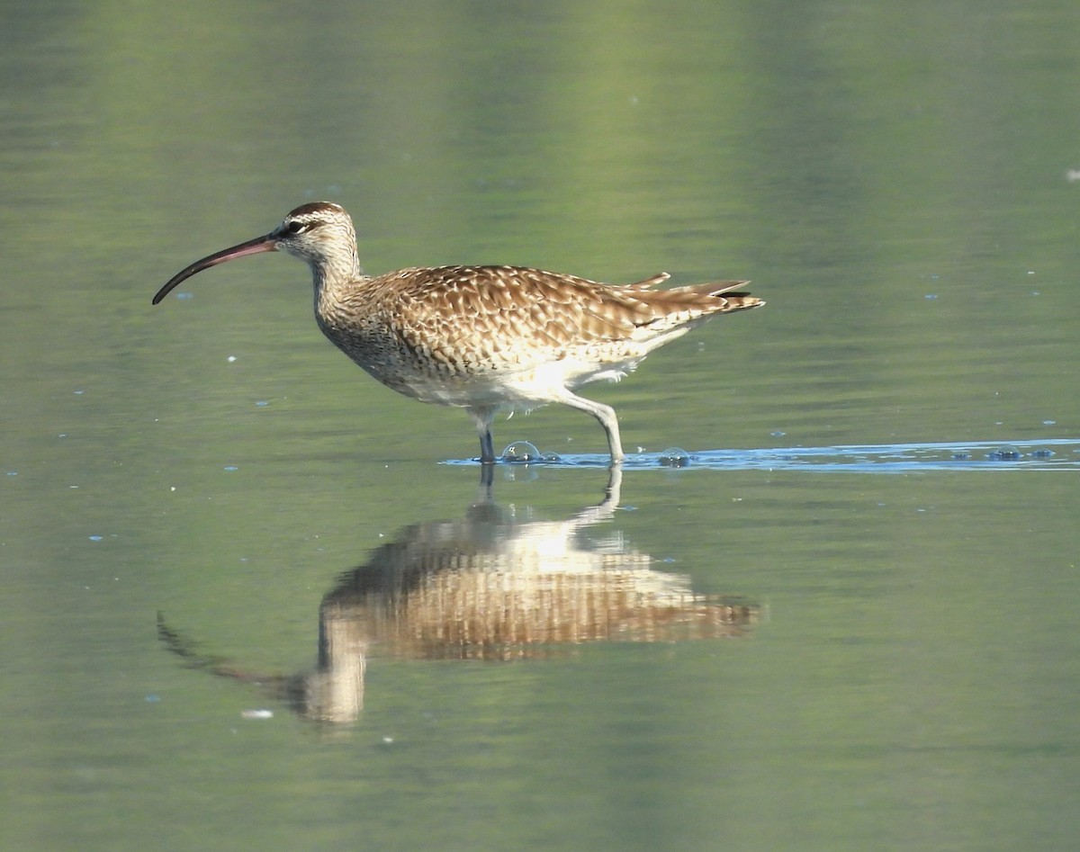 Hudsonian Whimbrel - ML643361513