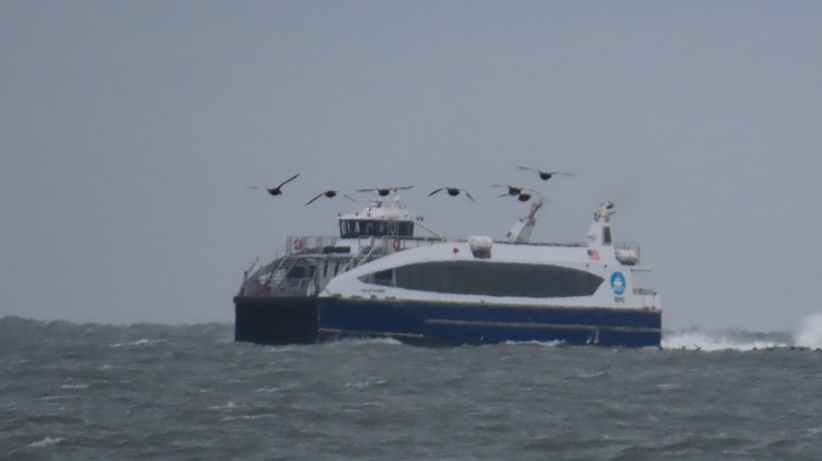 White-winged Scoter - ML643361518