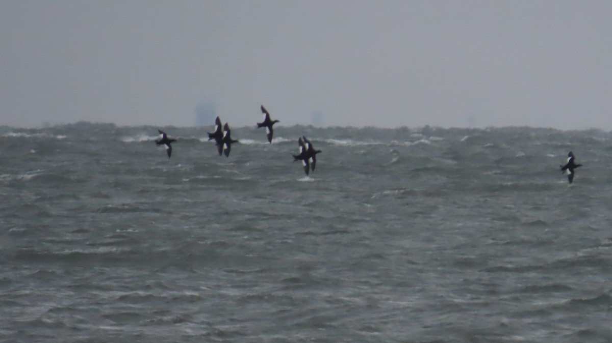 White-winged Scoter - ML643361522