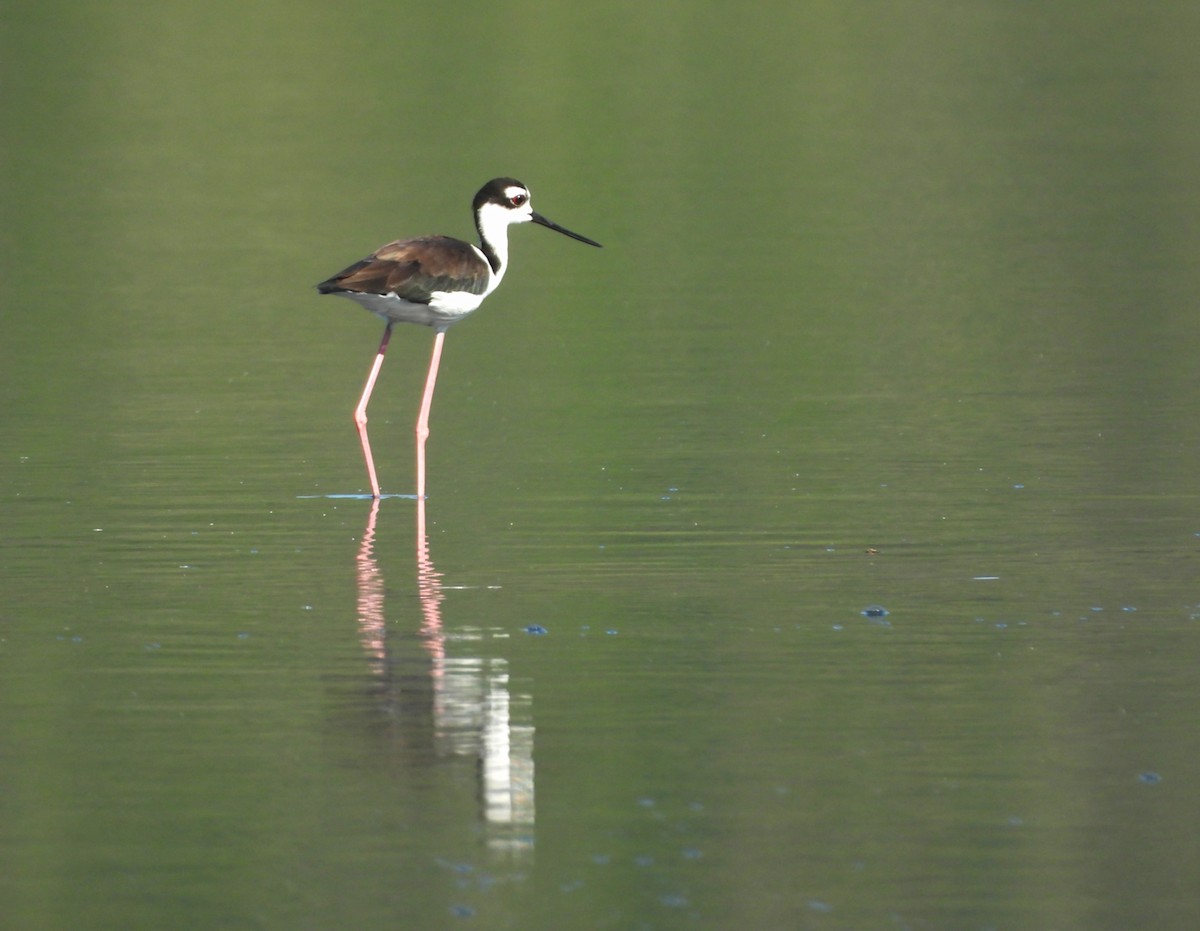 Black-necked Stilt - ML643361536
