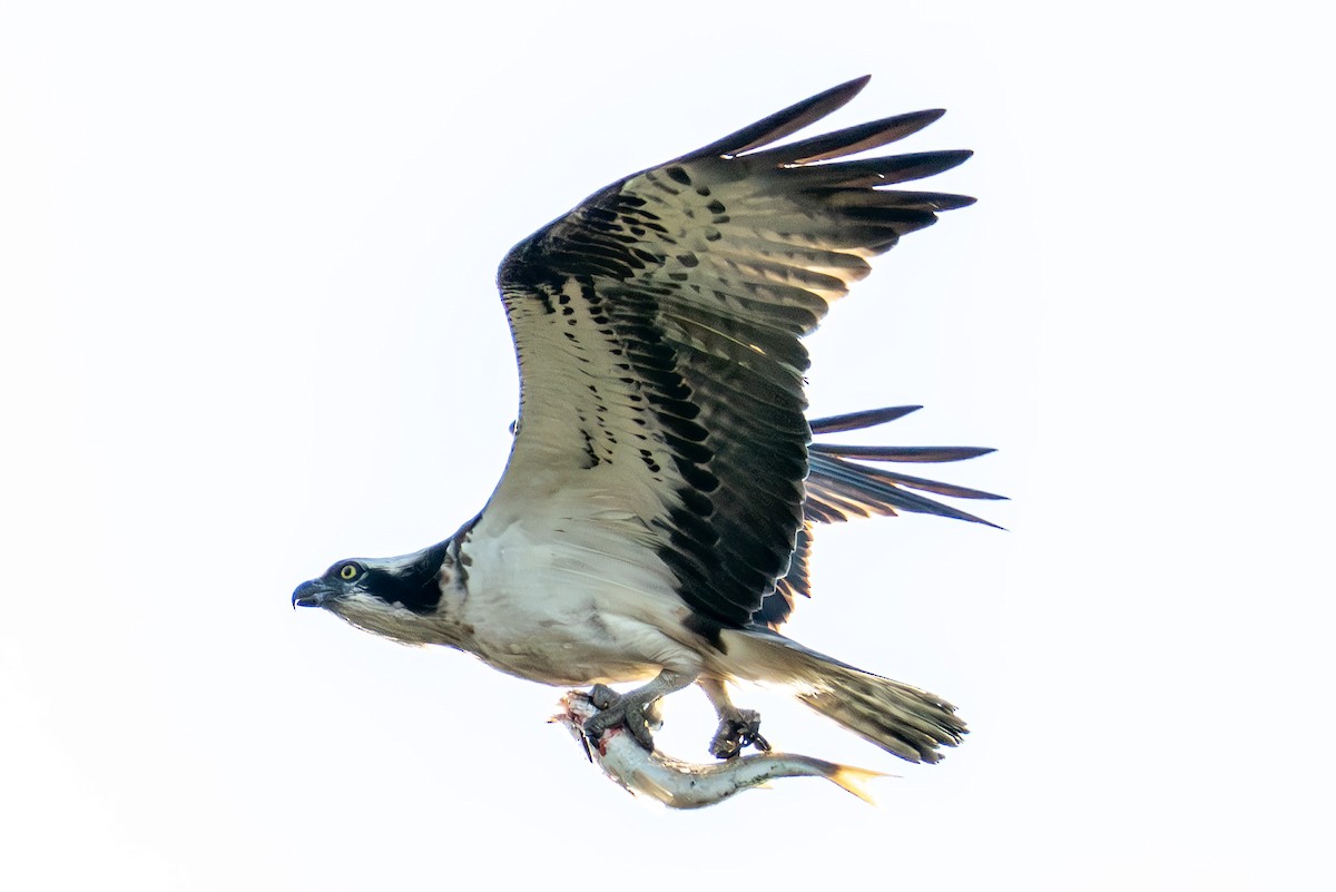 魚鷹 - ML643361545
