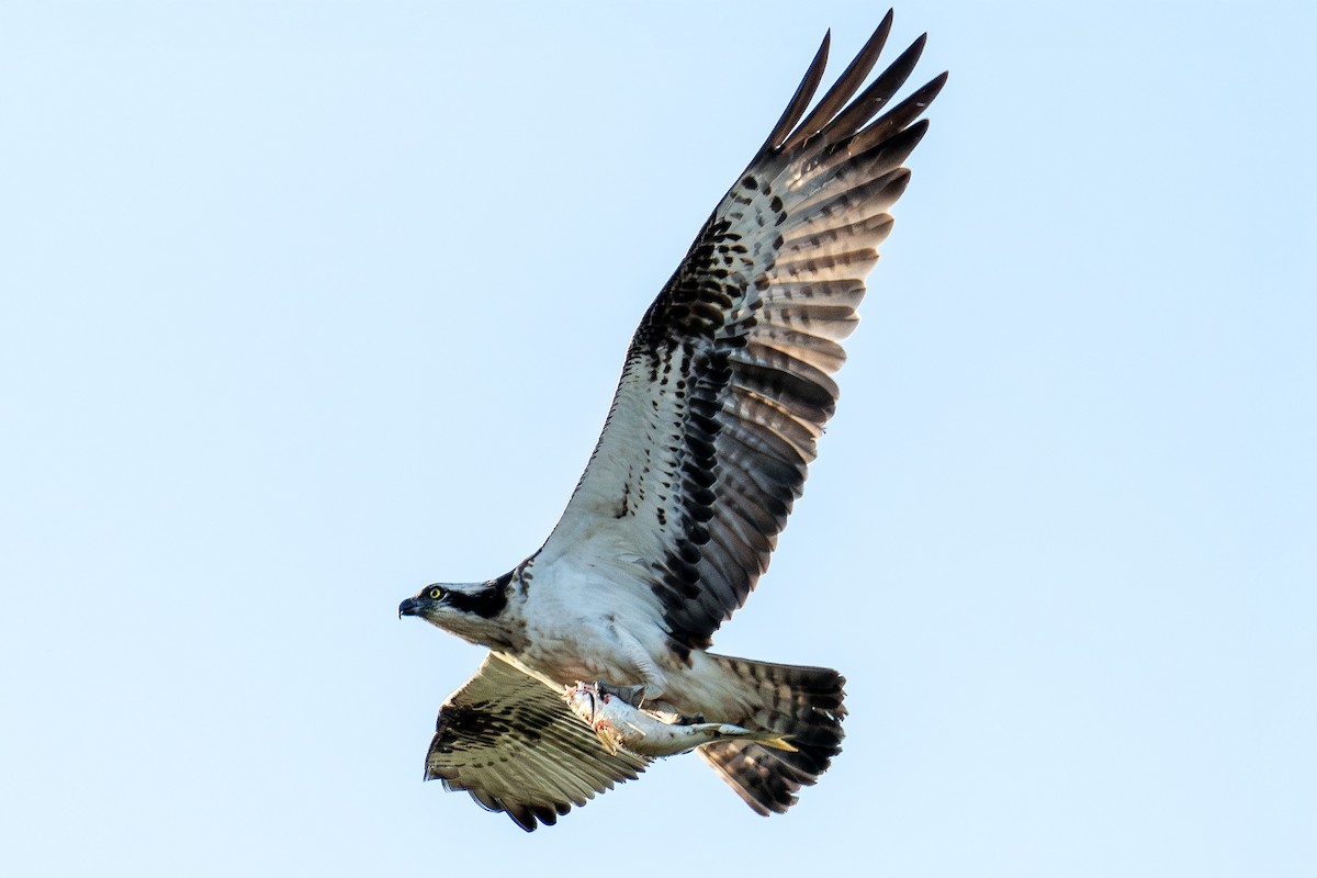 魚鷹 - ML643361546