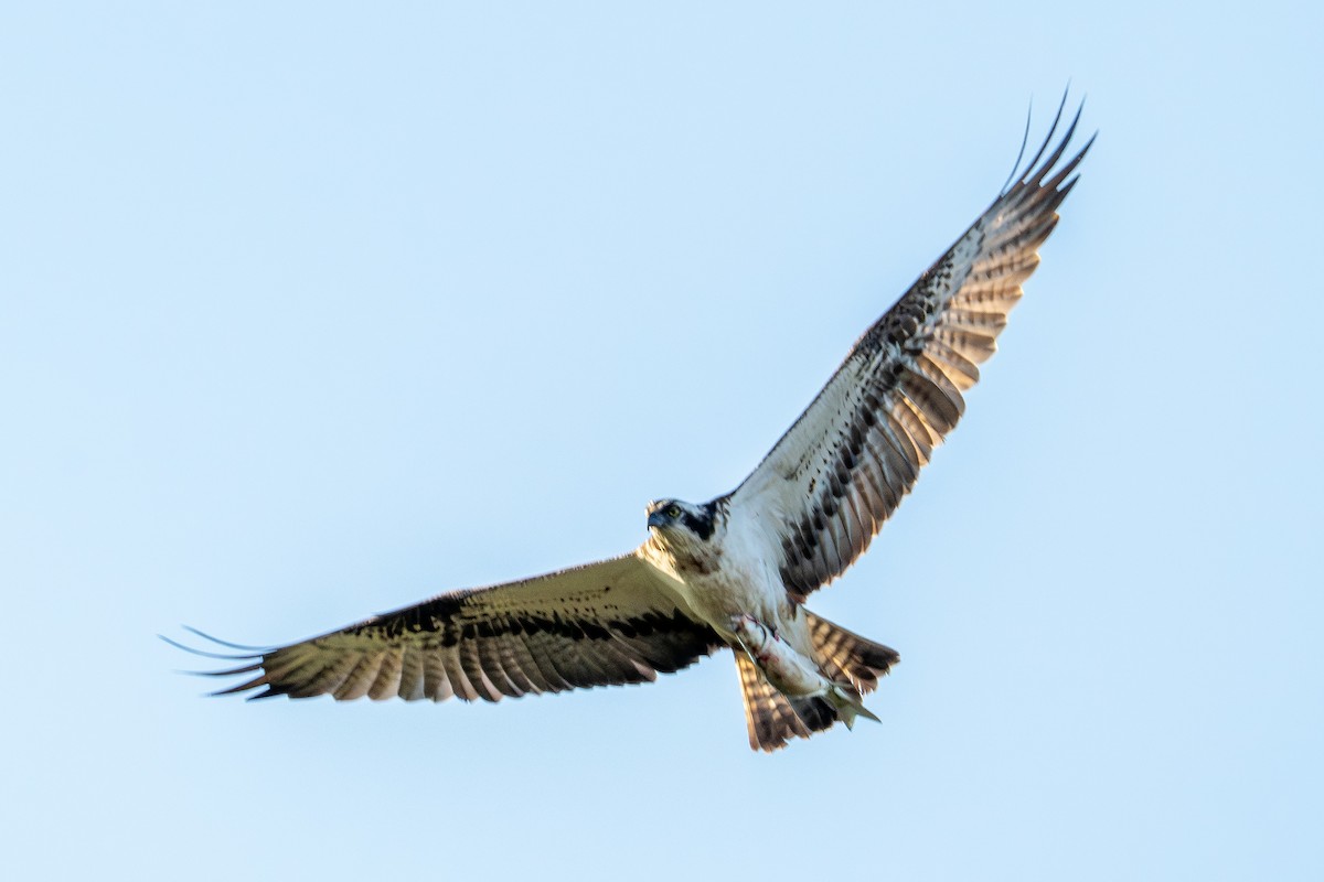 魚鷹 - ML643361547