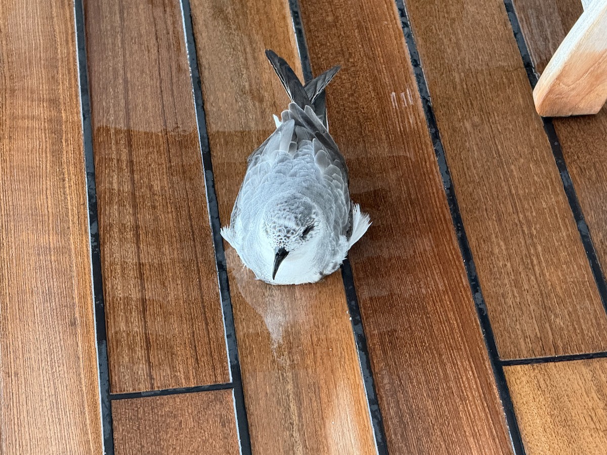 Black-winged Petrel - ML643361556