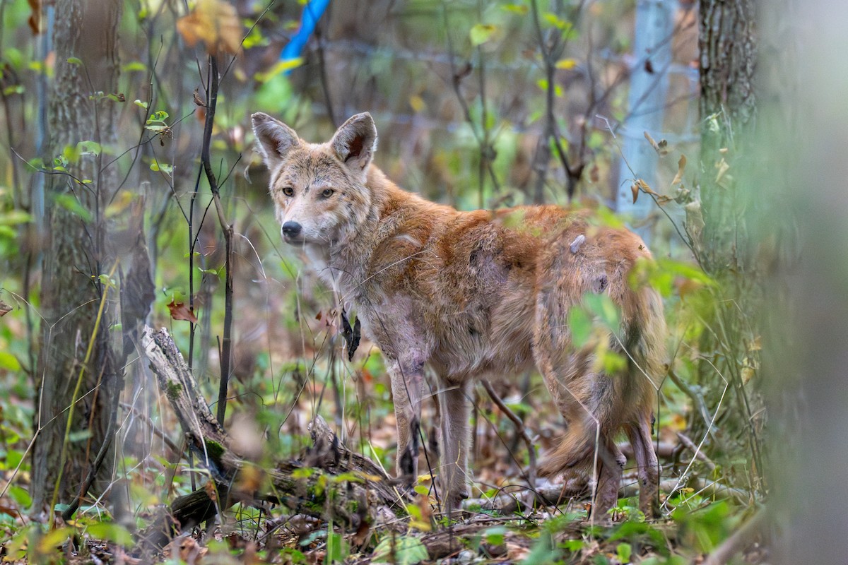 Animals - ML643361562