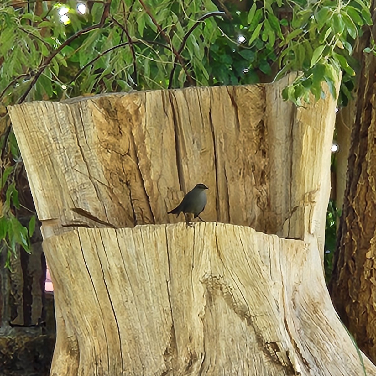 Gray Catbird - ML643361599