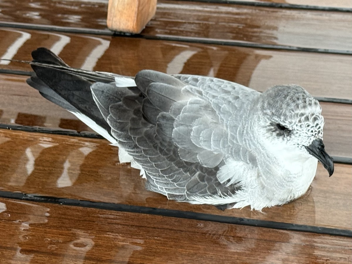 Black-winged Petrel - ML643361601